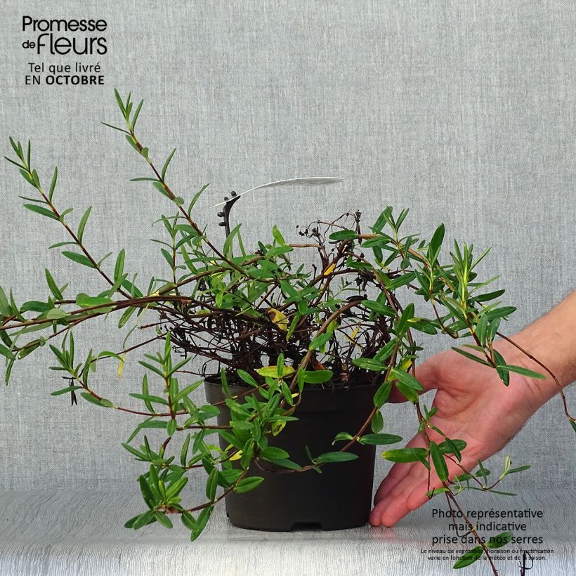 Spécimen de Kalmia polifolia - Laurier des montagnes à feuilles d'andromède Pot de 2L/3L tel que livré en automne
