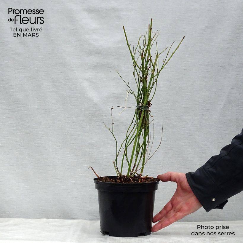 Spécimen de Kerria Japonica Golden Guinea Pot de 2L/3L tel que livré au printemps