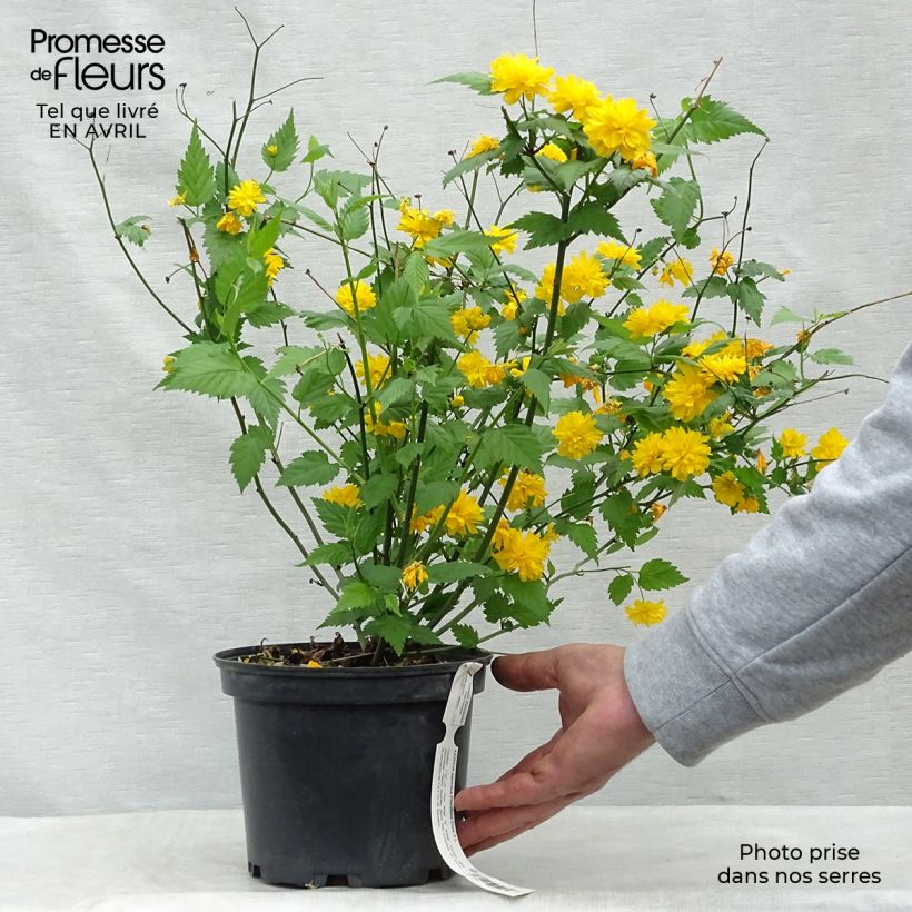 Example of Kerria Japonica 'Pleniflora' Pot de 2L/3L as you get in printemps