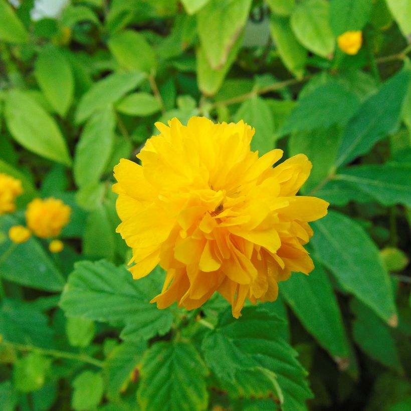 Kerria Japonica 'Pleniflora' (Flowering)