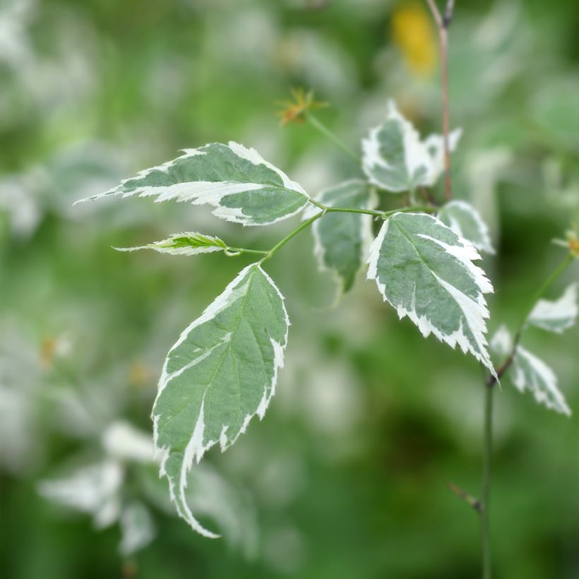 Corête du Japon panaché - Kerria Japonica Picta (Foliage)