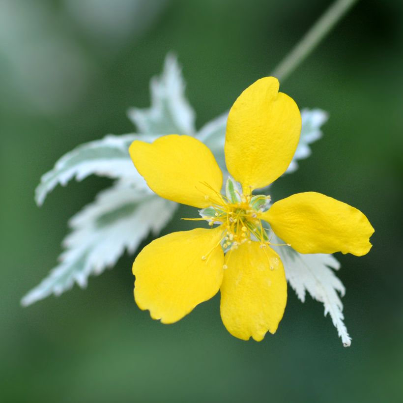 Corête du Japon panaché - Kerria Japonica Picta (Flowering)