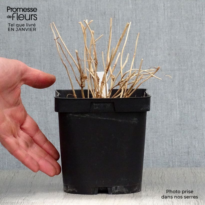 Example of Kirengeshoma palmata Pot de 2L/3L as you get in hiver