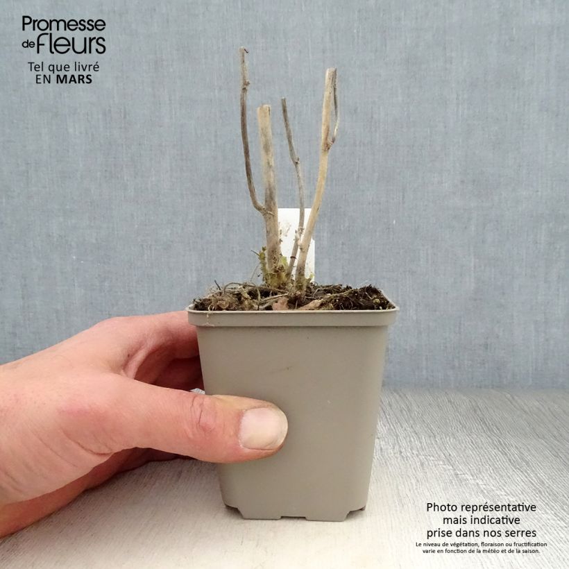 Spécimen de Kitaibelia vitifolia Godet de 8/9 cm tel que livré au printemps