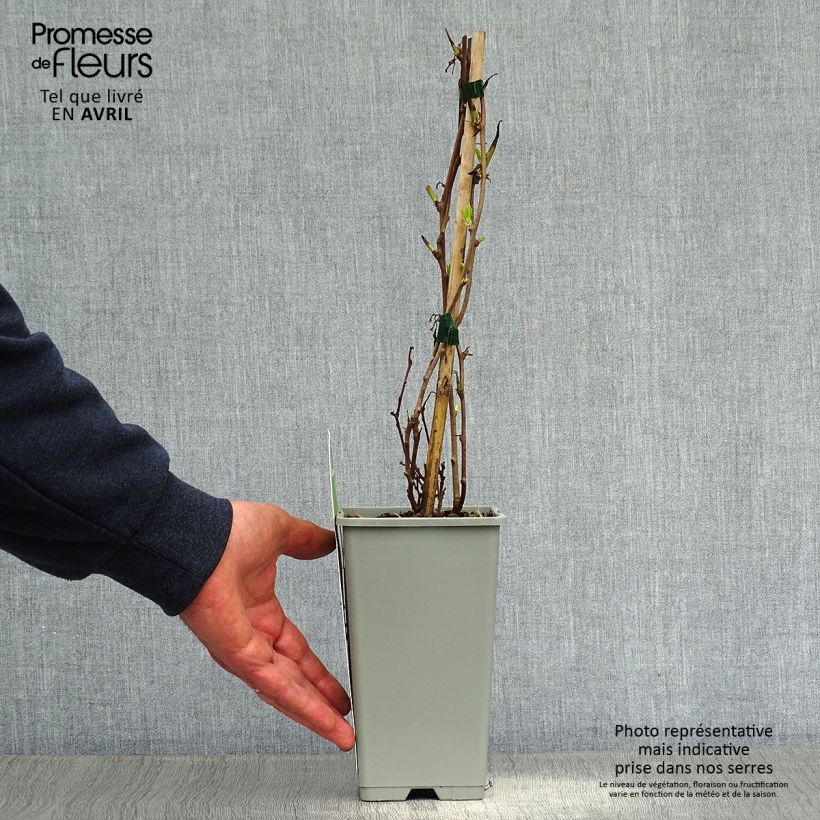 Spécimen de Kiwaï Ambrosia femelle (Actinidia arguta) Pot de 1,5L/2L tel que livré au printemps