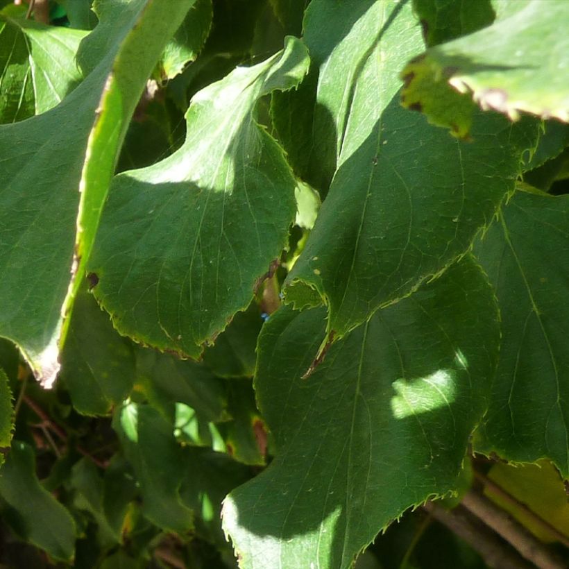 Kiwai femelle Red Jumbo - Actinidia arguta (Foliage)