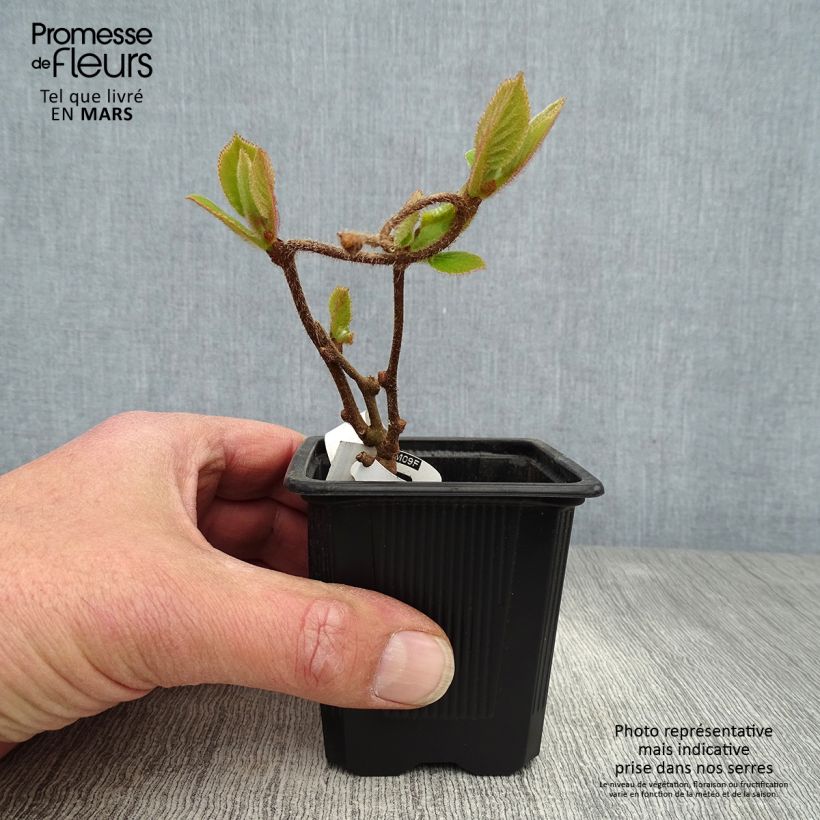 Example of Kiwi - Actinidia deliciosa Kiwidoo Femelle Godet de 8/9 cm as you get in printemps