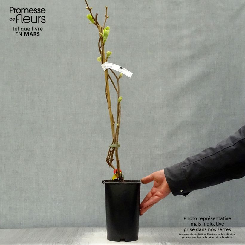 Example of Kiwi - Actinidia deliciosa Kiwidoo Femelle Pot de 2L/3L as you get in printemps
