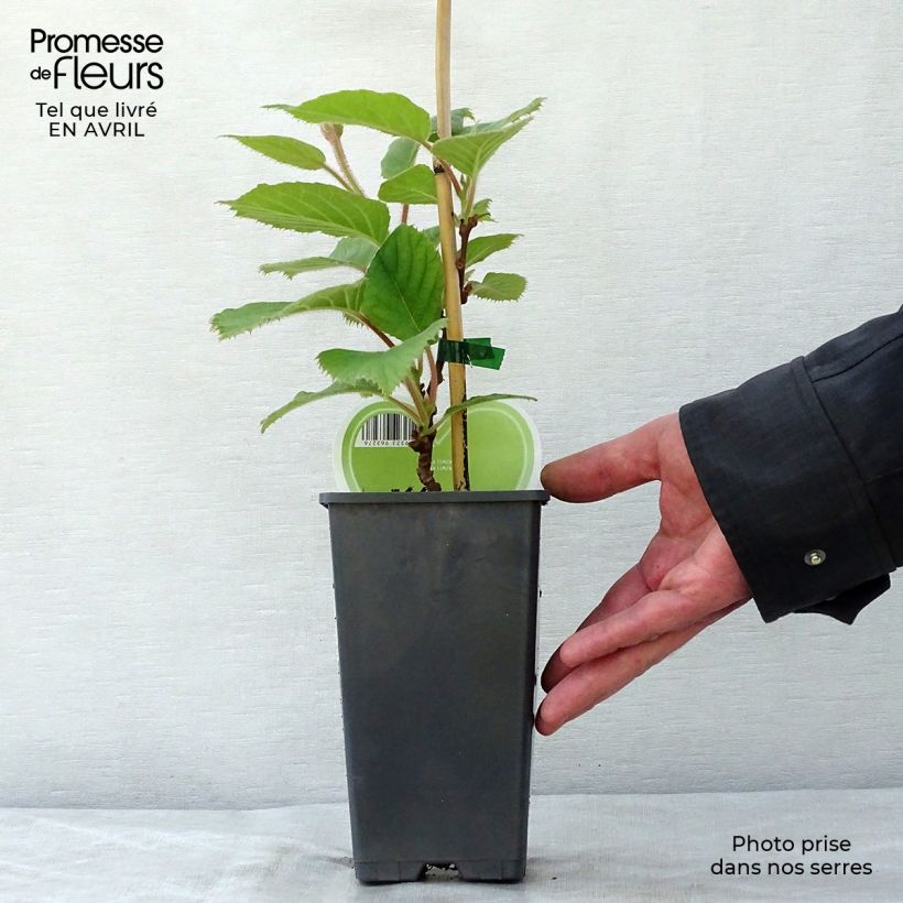 Example of Kiwi Atlas (mâle) - Actinidia deliciosa Pot de 1,5L/2L as you get in printemps