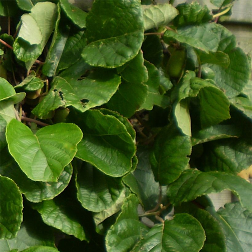 Kiwi Golden Delight (femelle) - Actinidia deliciosa (Foliage)