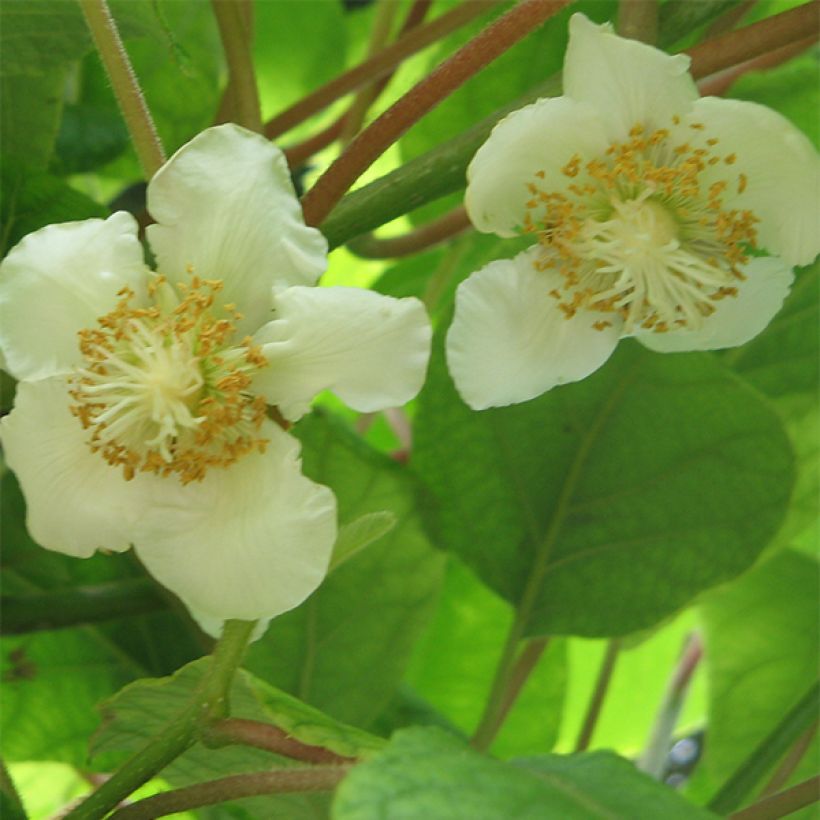 Kiwi Golden Delight (femelle) - Actinidia deliciosa (Flowering)