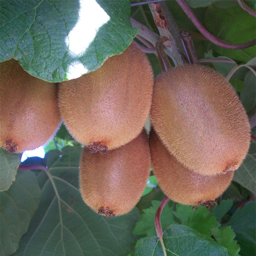 Kiwi Golden Delight (femelle) - Actinidia deliciosa (Harvest)
