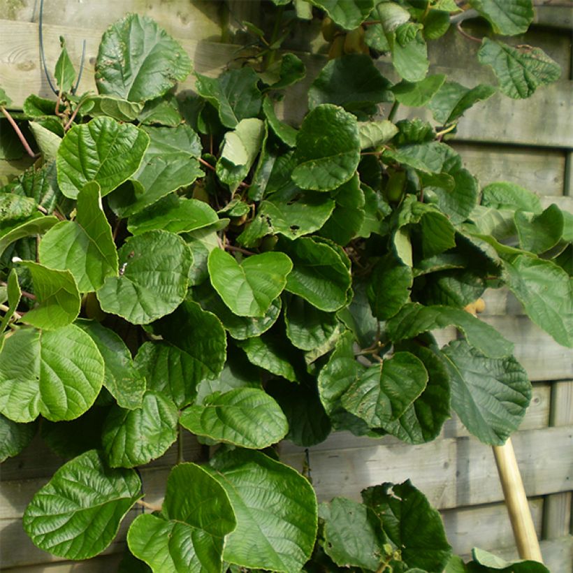 Kiwi Golden Delight (femelle) - Actinidia deliciosa (Plant habit)