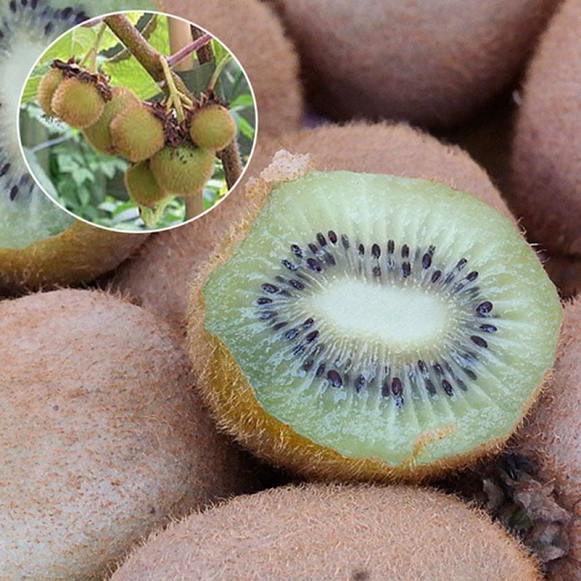 Kiwi Hayward (femelle) Bio (Harvest)