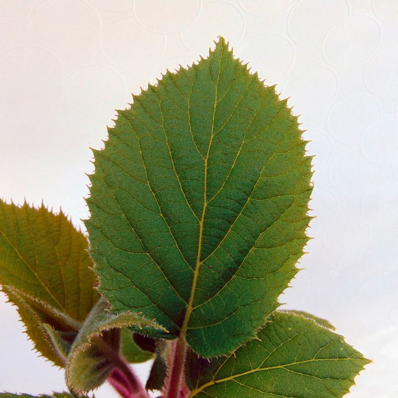 Kiwi Hayward (femelle) - Actinidia deliciosa (Foliage)