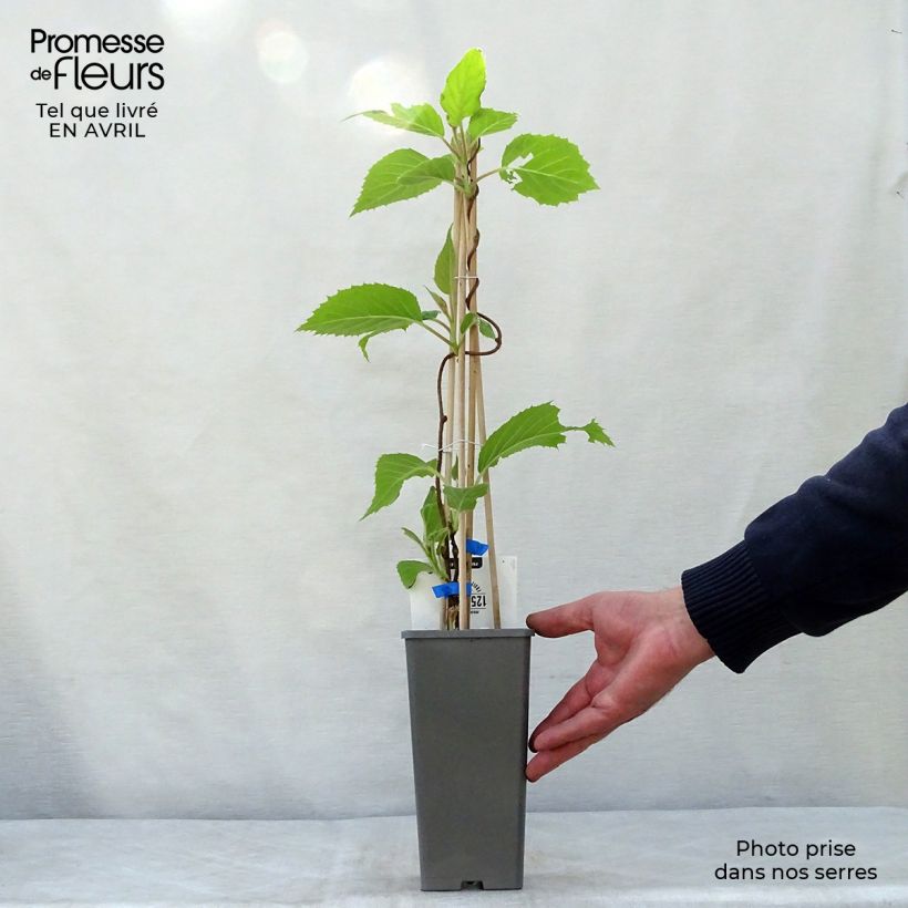 Example of Kiwi Hayward (femelle) - Actinidia deliciosa Pot de 1,5L/2L as you get in printemps