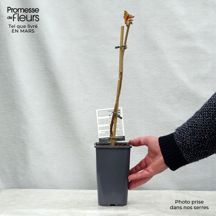 Example of Kiwi Hayward (femelle) Bio Pot de 1,5L/2L as you get in printemps