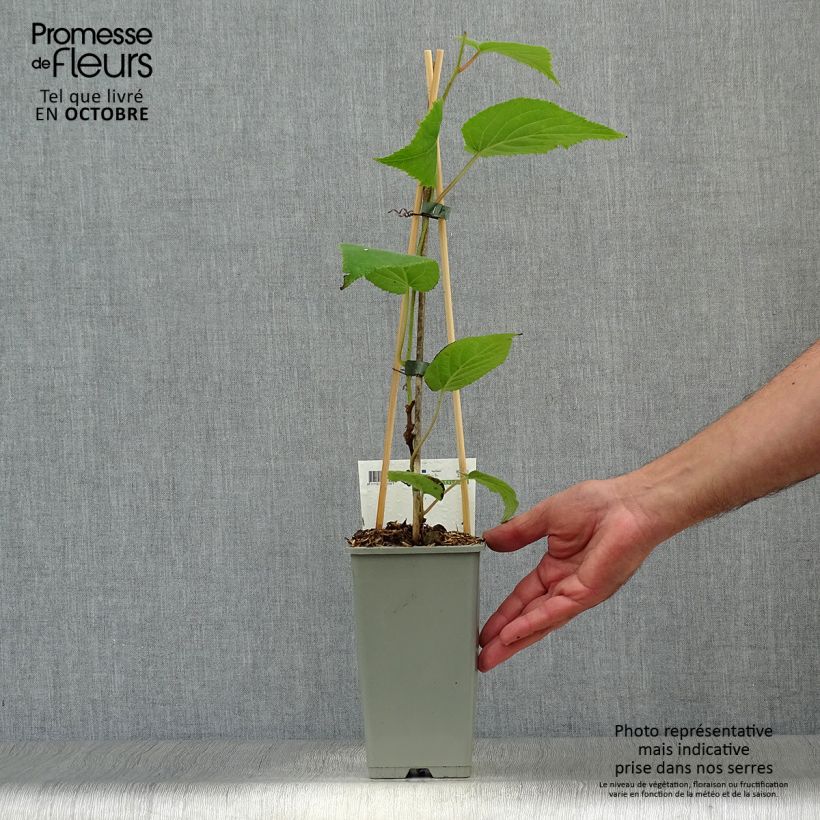 Spécimen de Kiwi Jenny (autofertile) - Actinidia deliciosa Pot de 1,5L/2L tel que livré en automne