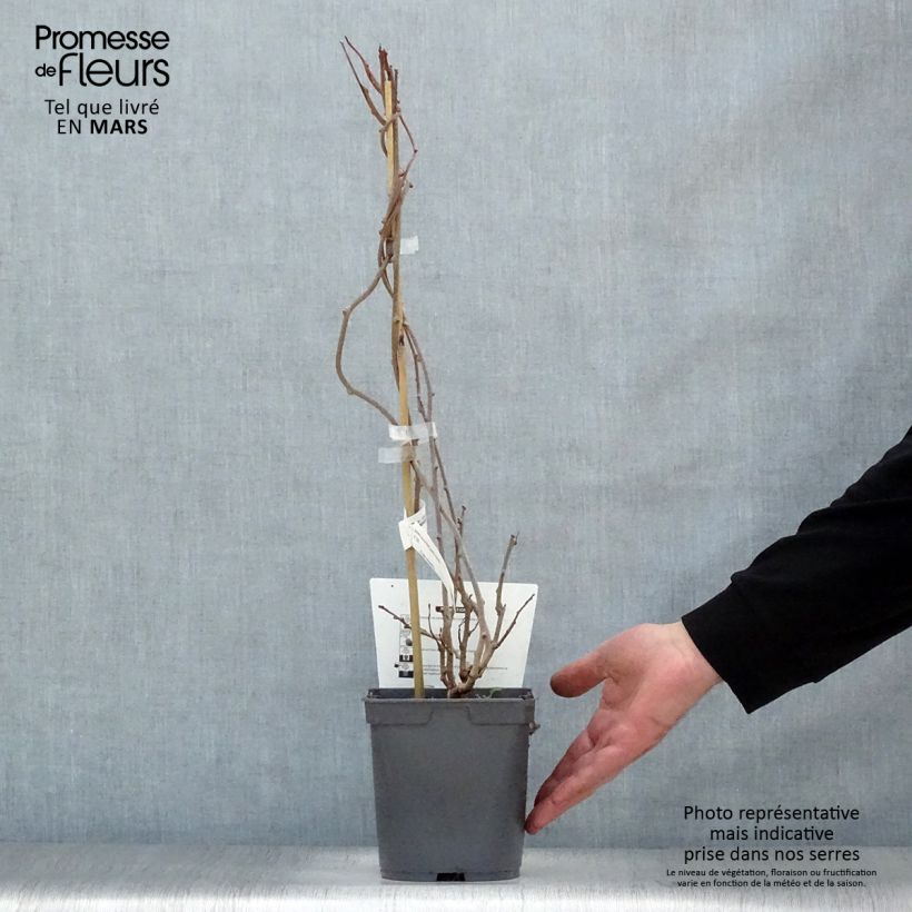 Example of Kiwai femelle Red Jumbo - Actinidia arguta Pot de 1,5L/2L as you get in printemps