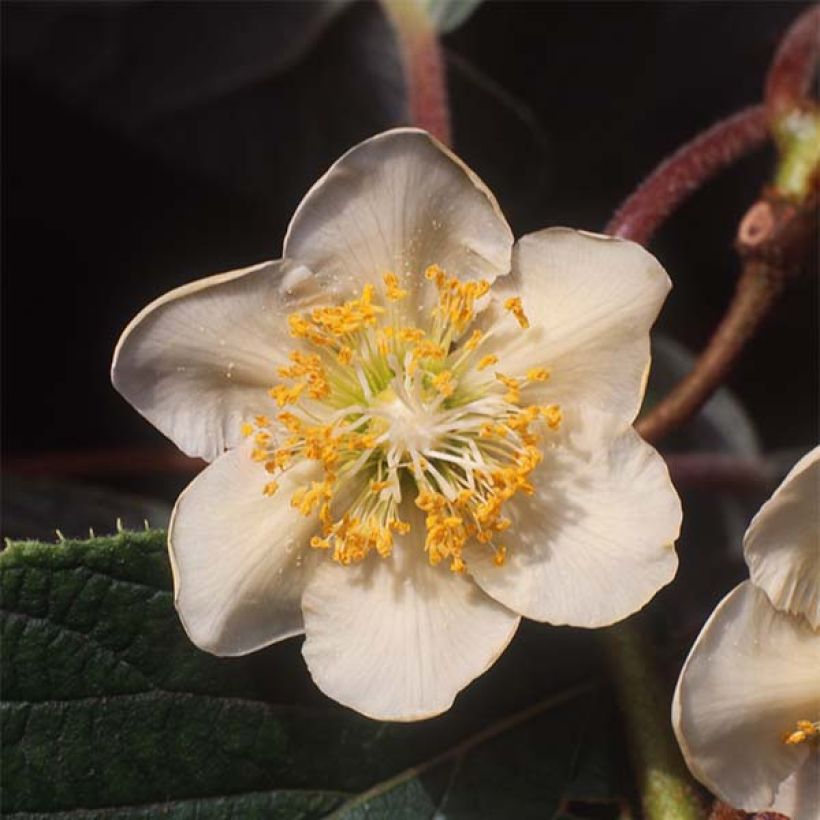 Kiwi jaune Minkimale mâle - Actinidia chinensis (Flowering)