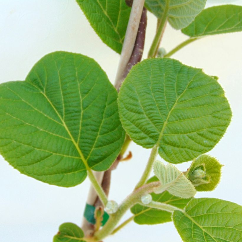 Kiwi Solissimo Bio - Actinidia deliciosa (Foliage)