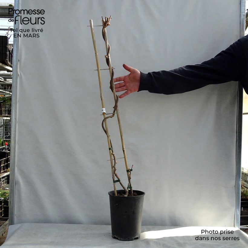 Spécimen de Kiwi Solissimo (autofertile) - Actinidia deliciosa Pot de 4L/5L, palissé tel que livré au printemps