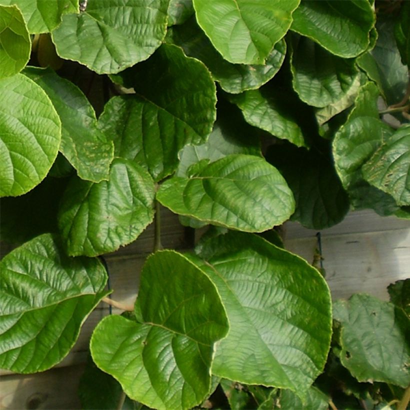 Kiwi Tomuri (mâle) Bio (Foliage)