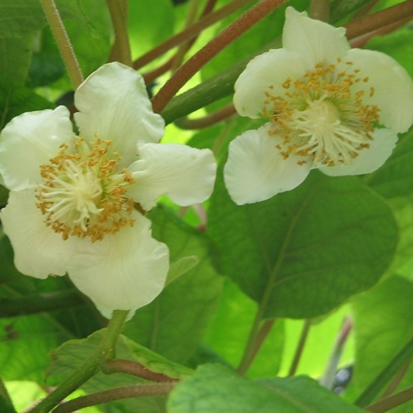 Kiwi Tomuri (mâle) Bio (Flowering)