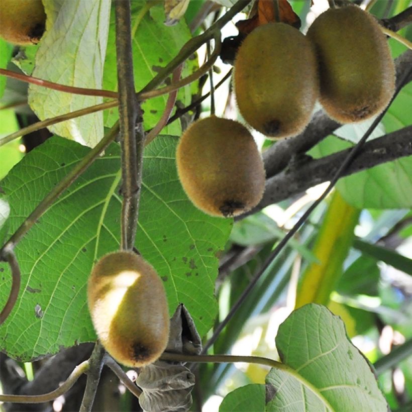 Kiwi Tomuri (mâle) Bio (Harvest)