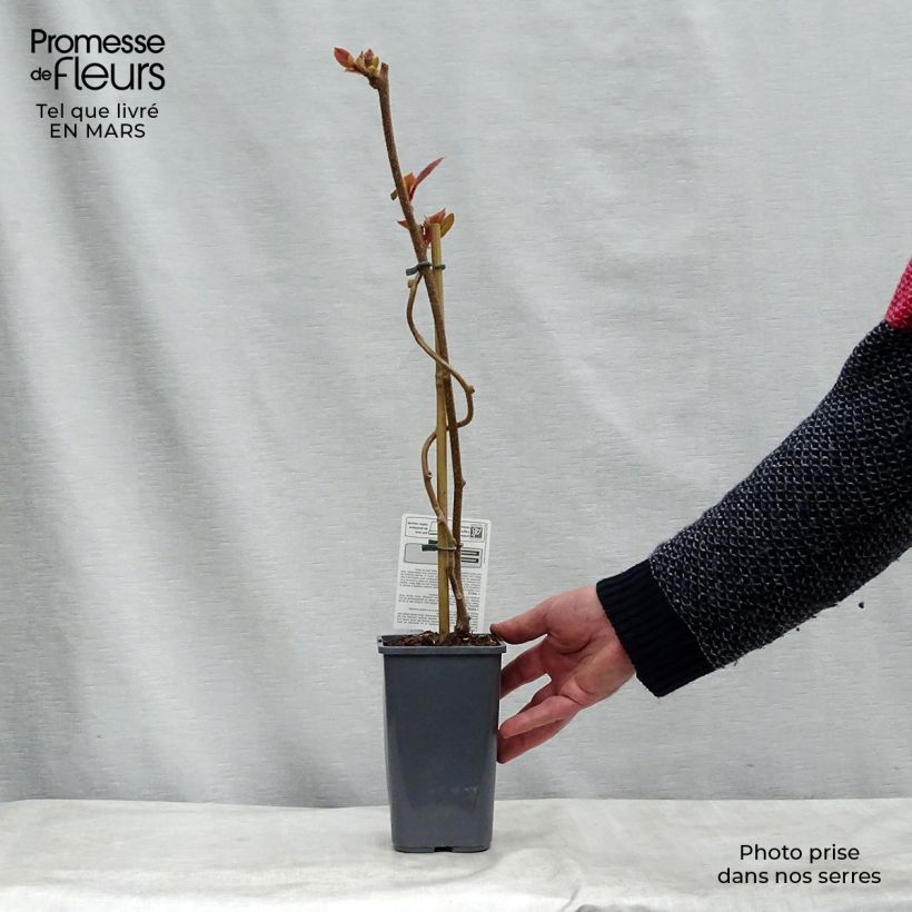 Example of Kiwi Tomuri (mâle) Bio Pot de 1,5L/2L as you get in printemps