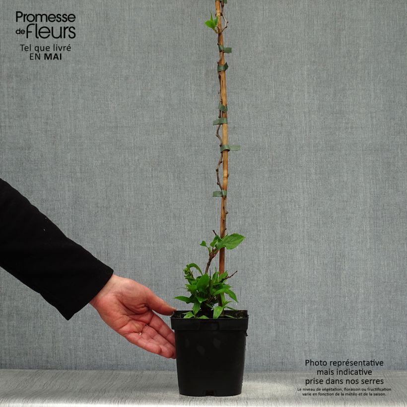 Example of Kiwi arguta Ken's Red (femelle) - Kiwai - Actinidia arguta Pot de 1,5L/2L as you get in printemps