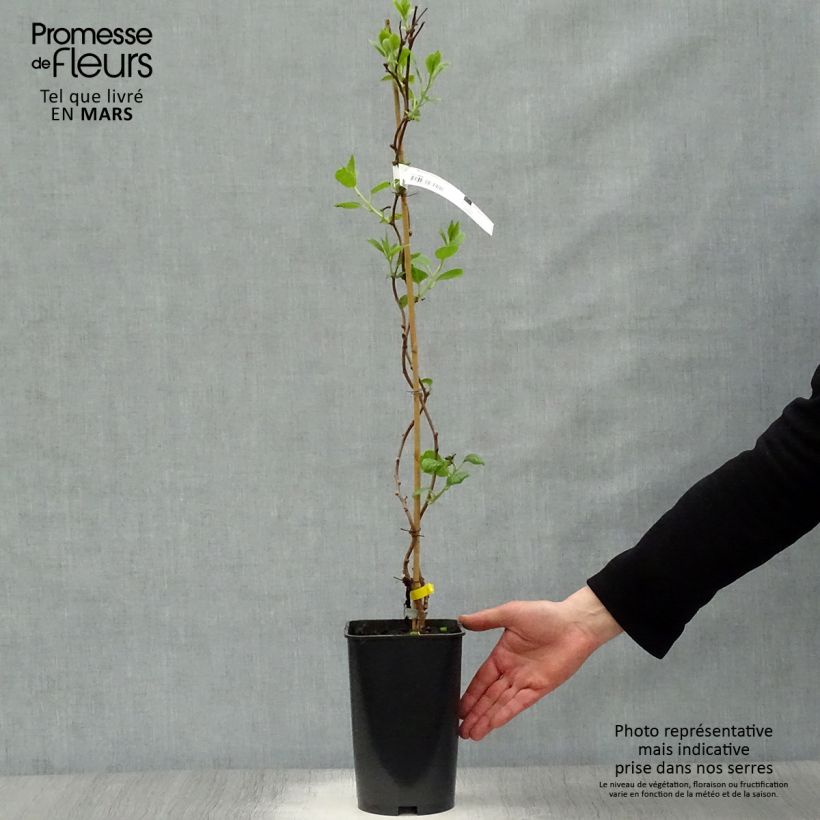 Example of Kiwi arguta Kokuwa - Kiwaï Pot de 2L/3L as you get in printemps