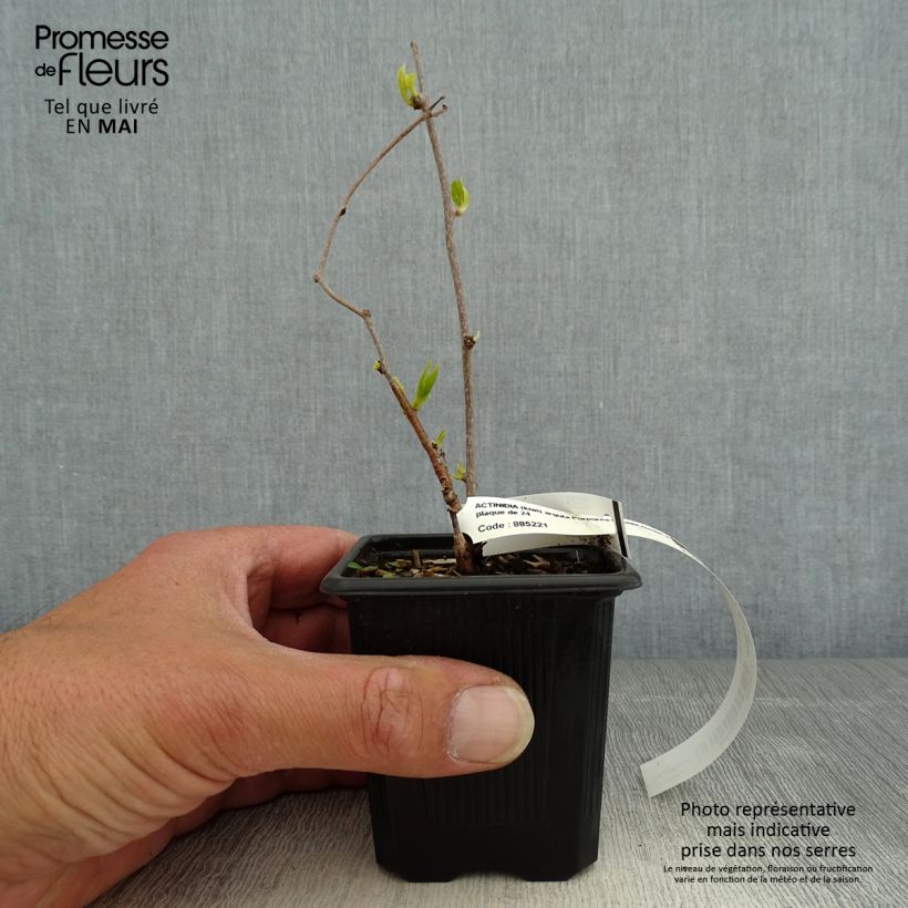 Example of Kiwi arguta Purpurea (femelle) - Kiwaï Godet de 8/9 cm as you get in printemps