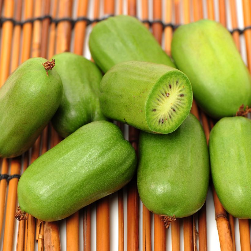 Kiwi arguta Super Jumbo (femelle) - Kiwaï (Harvest)
