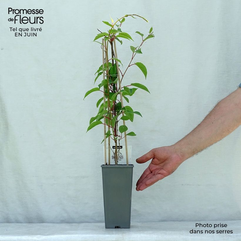 Spécimen de Kiwi arguta Weikii (mâle) - Kiwaï - Actinidia arguta Pot de 1,5L/2L tel que livré en été
