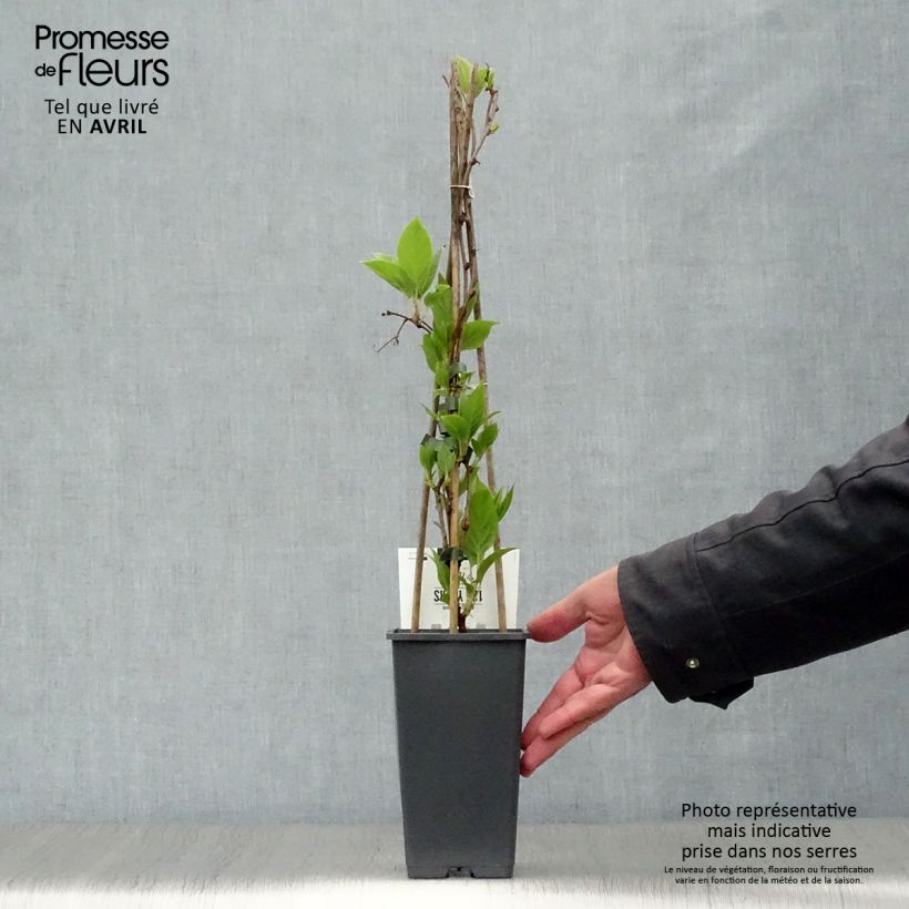 Example of Kiwi arguta Weikii (mâle) - Kiwaï - Actinidia arguta Pot de 1,5L/2L as you get in printemps