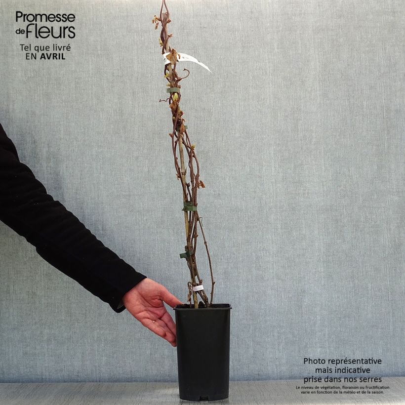 Example of Kiwi autofertile Solo - Actinidia chinensis Pot de 3L/4L as you get in printemps