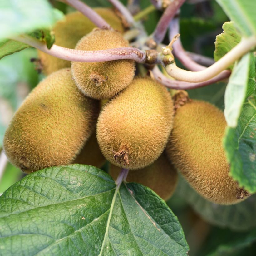 Kiwi autofertile Solo - Actinidia chinensis (Harvest)