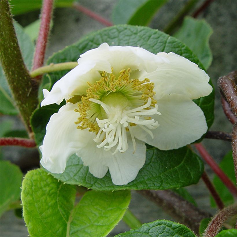 Kiwi Golden Delight (mâle) - Actinidia deliciosa (Flowering)