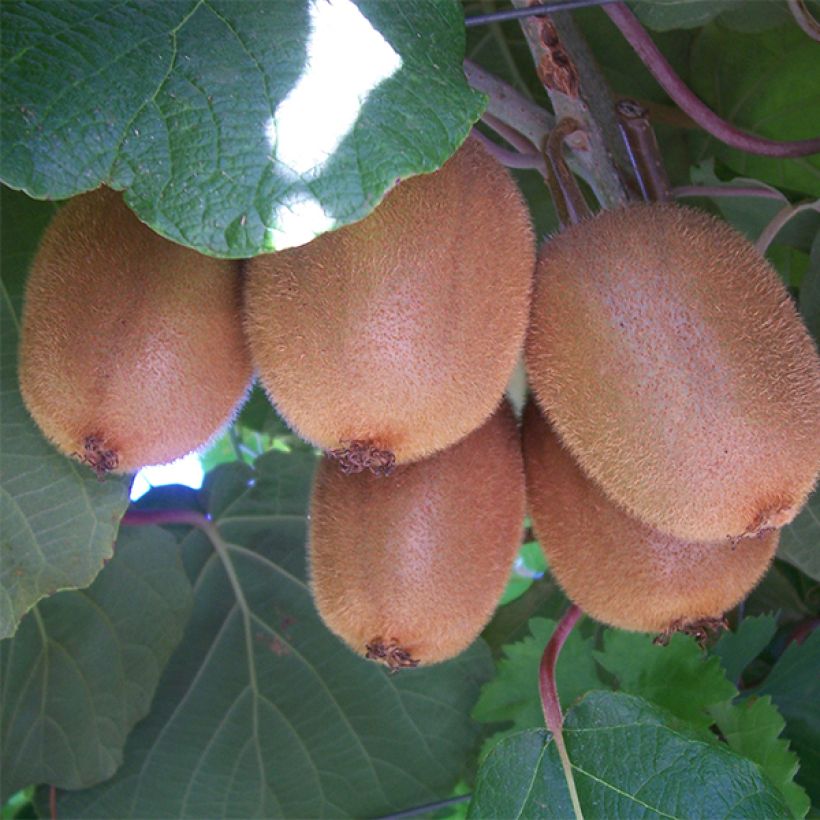 Kiwi Golden Delight (mâle) - Actinidia deliciosa (Harvest)