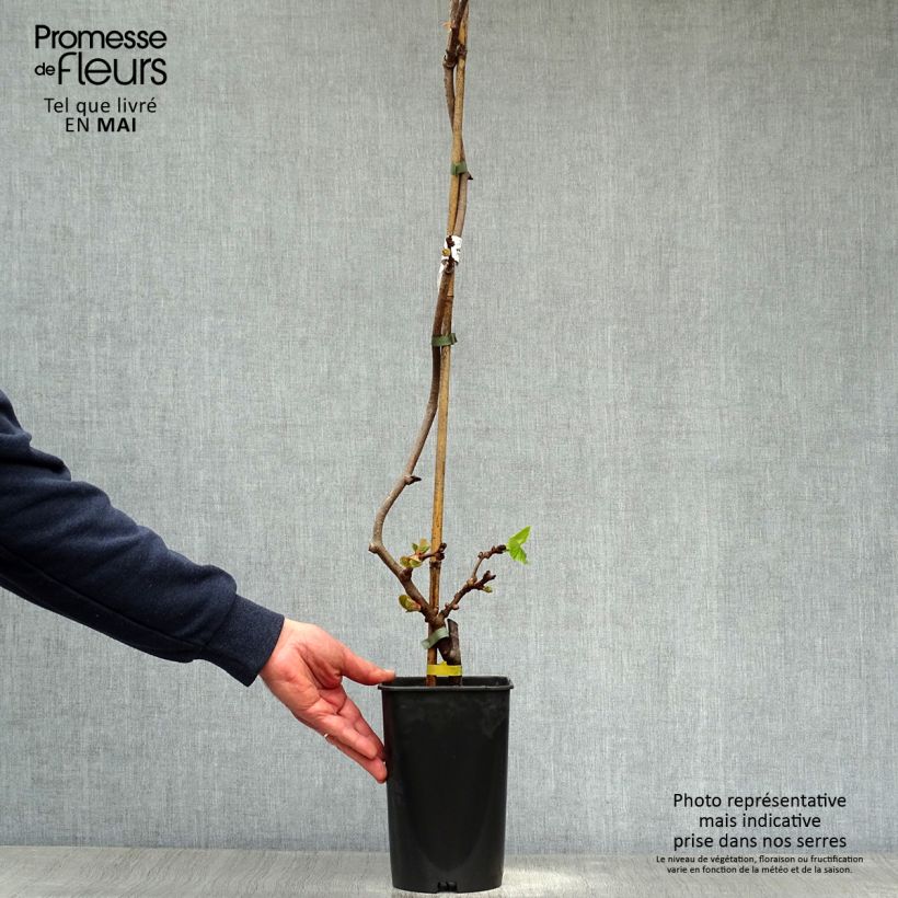 Example of Kiwi femelle - Actinidia chinensis Bruno Pot de 1,5L/2L as you get in printemps