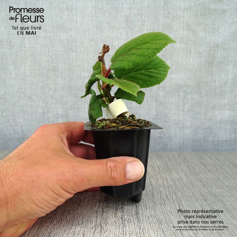 Example of Kiwi femelle - Actinidia deliciosa Monty Godet de 8/9 cm as you get in printemps