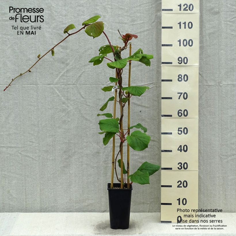 Example of Kiwi femelle - Actinidia deliciosa Monty Pot de 2L/3L as you get in printemps