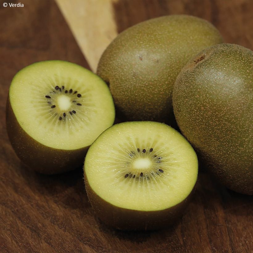Kiwi jaune kiw'Happy femelle - Actinidia deliciosa (Récolte)
