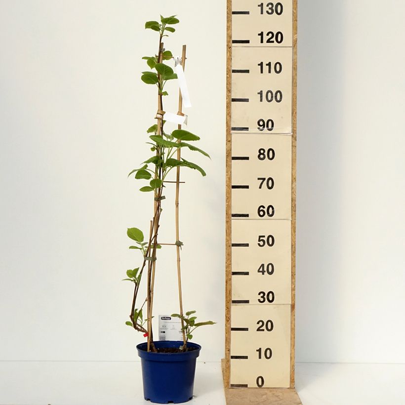 Example of Duo Kiwis jaunes kiw'Happy mâle et femelle réunis dans un pot Pot de 4L/5L as you get in printemps