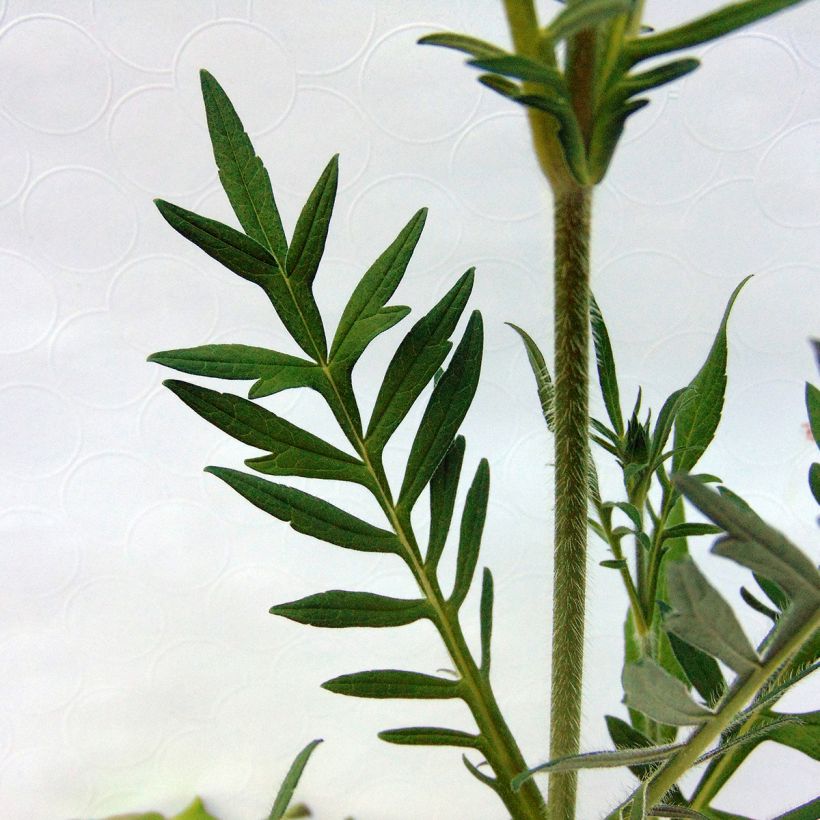 Knautia arvensis - Scabieuse des Champs (Foliage)
