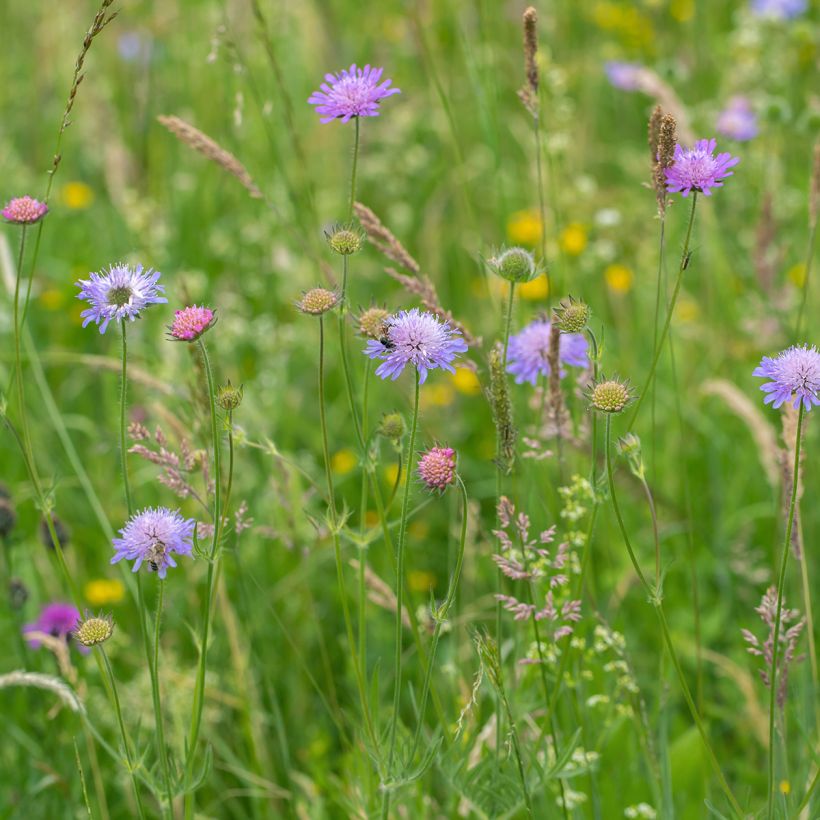 Knautia arvensis - Scabieuse des Champs (Plant habit)