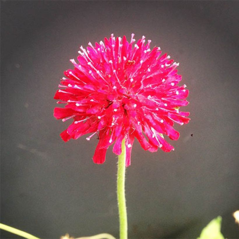Knautia macedonica Mars Midget - Petite scabieuse (Flowering)