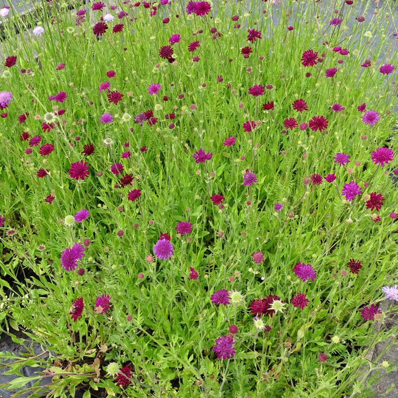 Graines de Knautia macedonica Melton Pastels - Petite Scabieuse de Macédoine (Plant habit)