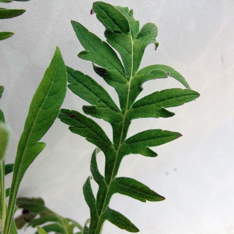Knautia macedonica - Petite Scabieuse (Foliage)